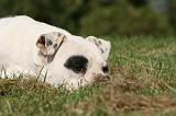 BOULEDOGUE AMERICAIN 298